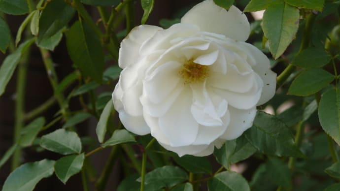 一関市山目（才天）の白いバラ（薔薇）2018年11月29日（木）（
