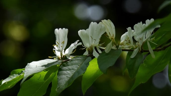 ハナヒョウタンボクの花が見頃
