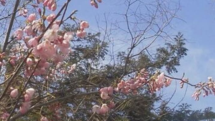 頬染める若桜