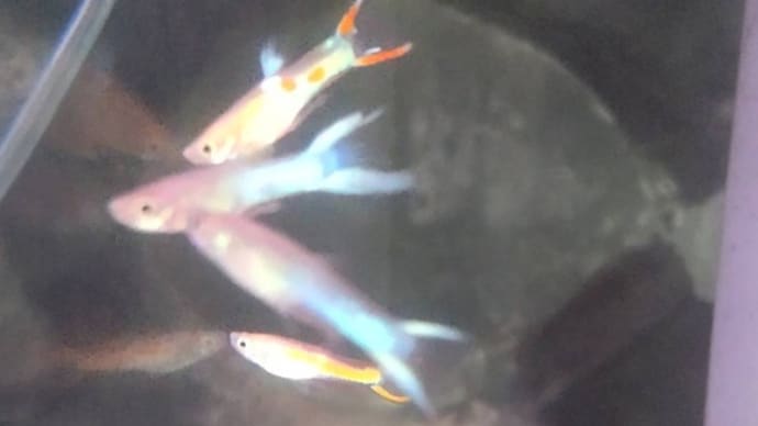 今週の入荷魚 12月28日
