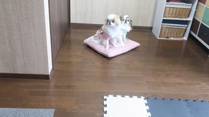では♡お先に光が丘へ向かいます(*´▽`*)おまけ【光が丘後関西狆マダムトーク2021・秋光が丘編】