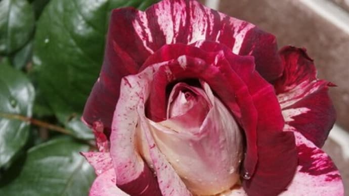 真夏の絞り薔薇”かおり”七変化!?「流しカワウソ」とサマーカットのアルパカを見に♬