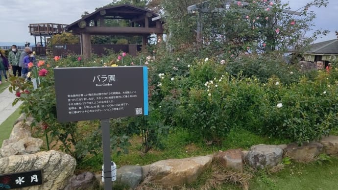 レインボーライン山頂公園「秋のバラ園」