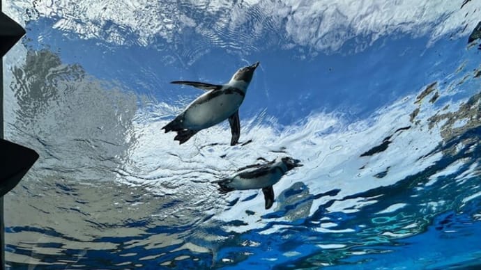 東京都豊島区 サンシャイン水族館