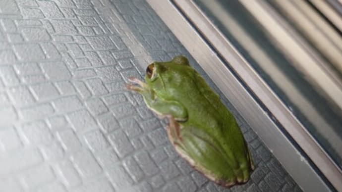カエルが遊びに来た