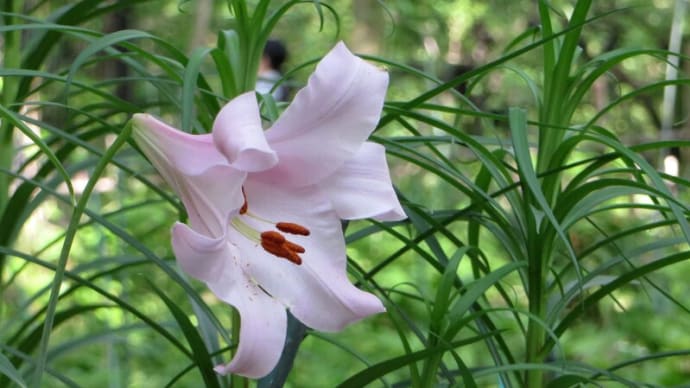 多摩川周辺の花 春⑪~ササユリ、センノウ、ホタルブクロ、シモツケソウ