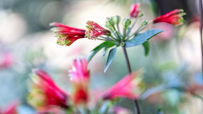 百合水仙に蜜蜂