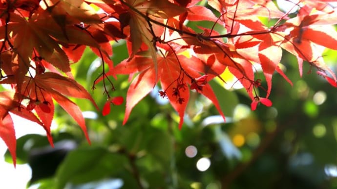 モミジの花とプロペラ