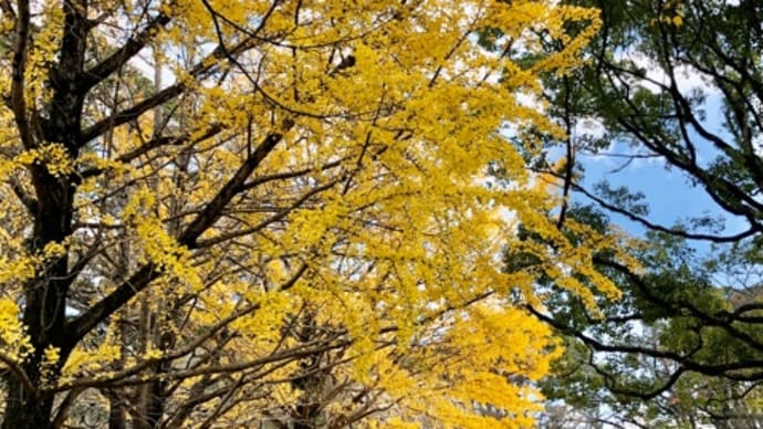 【舞鶴公園】紅葉も、久しぶりの鴻臚館跡もよかった！芝生で、ゆっくり…もできたしね！