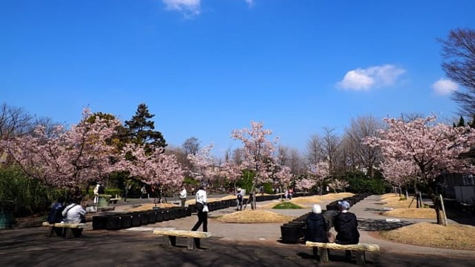 大船フラワーセンター満開の玉縄桜
