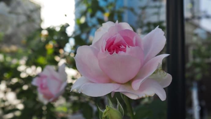 11月6日<シャリマー開花♪>