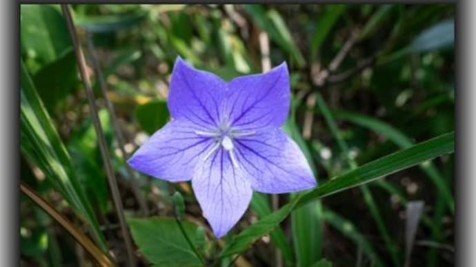 キキョウ コウの花図鑑