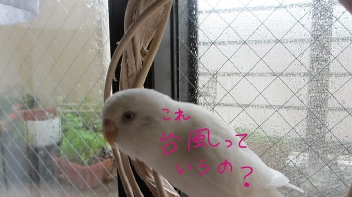 のろのろ台風7号