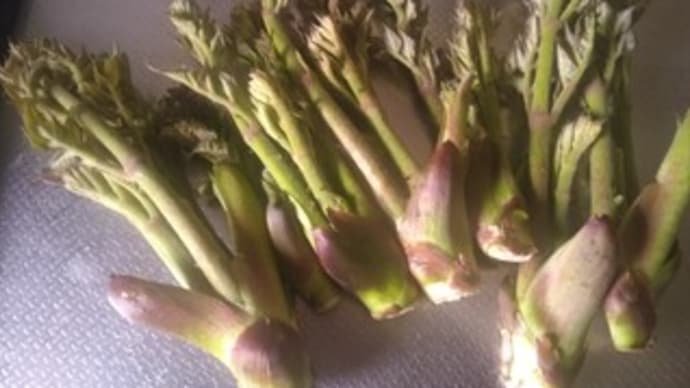タラの芽と週末のお仕事