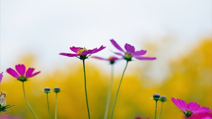 「鼻高展望花の丘」で咲く花 コスモス(Ⅱ)