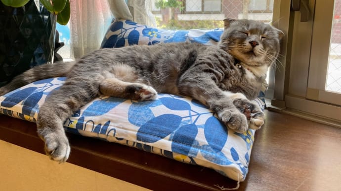 ココアちゃん(=^ェ^=)