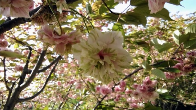ソノサトキザクラ、ギョイコウザクラ 珍しい黄緑系の桜🌸をぱちり。
