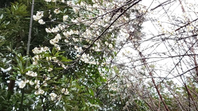 満開になってたぁ~☺️