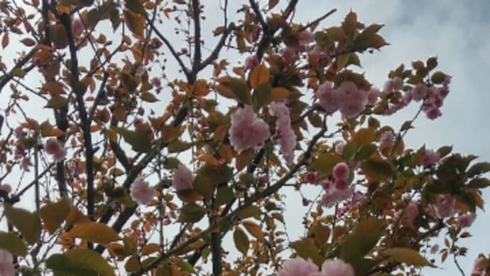 聖蹟桜ヶ丘でフルートとリコーダー♪