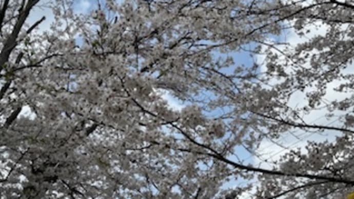 桜が見ごろ…