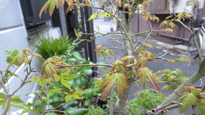 モミジの新芽