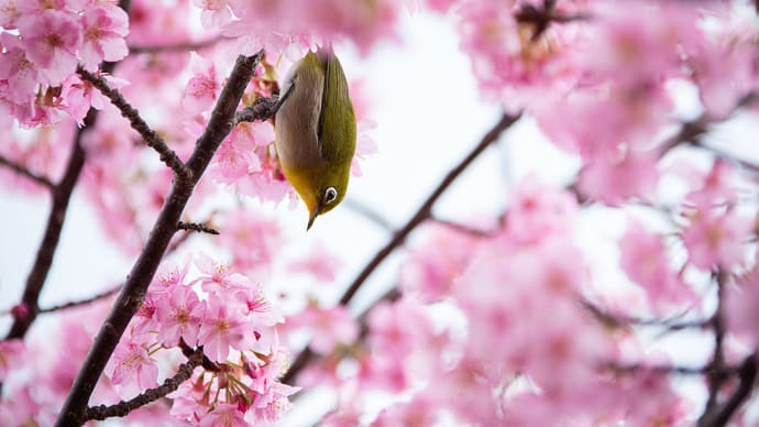 2020年2/17 河津桜(熊野市 山崎運動公園)