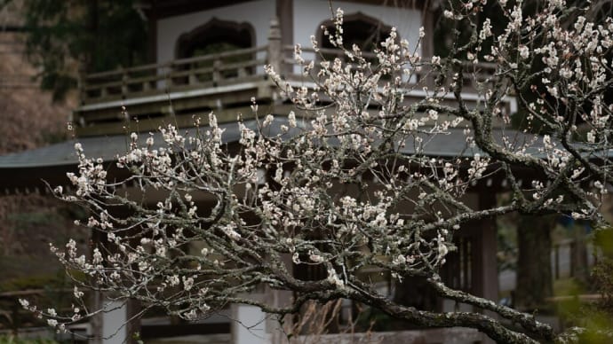 三寒四温【浄智寺】寒の戻りだけど、少しほっこり