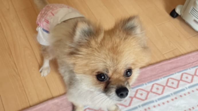 ポメラニアン来ました