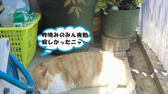 トラちゃん?いい夢見てね(#^.^#)