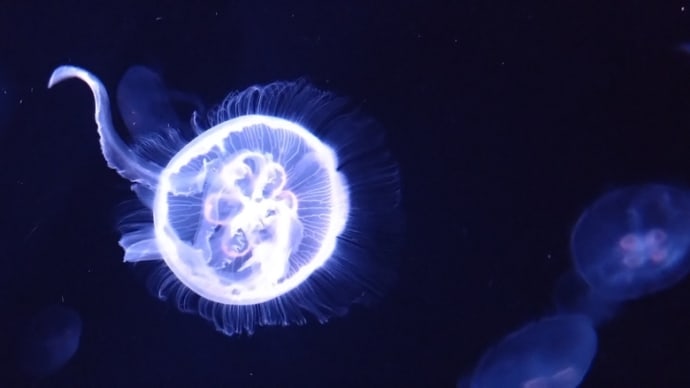 サンシャイン水族館