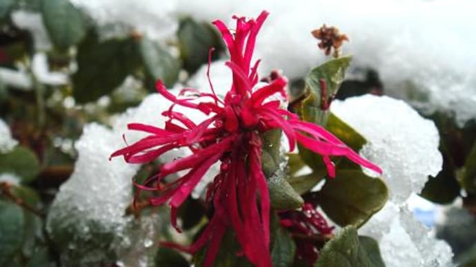 ベニバナトキワマンサクの紅い花と白い雪