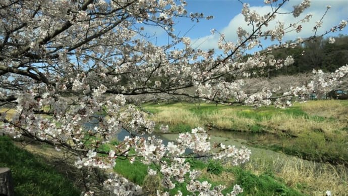 引地川親水公園花見散歩