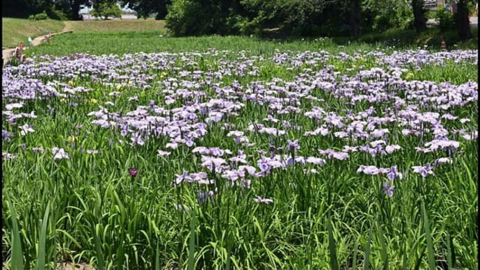 「赤堀花しょうぶ園」