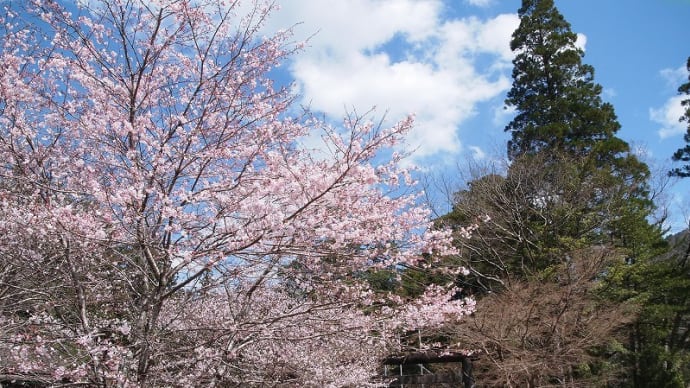 洲原神社のさくら🌸