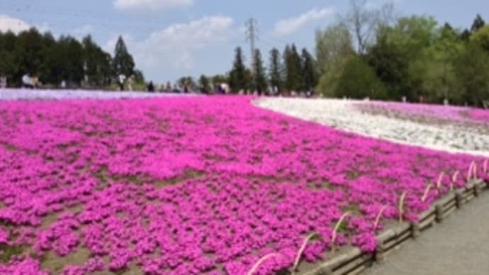 秩父羊山公園で芝桜