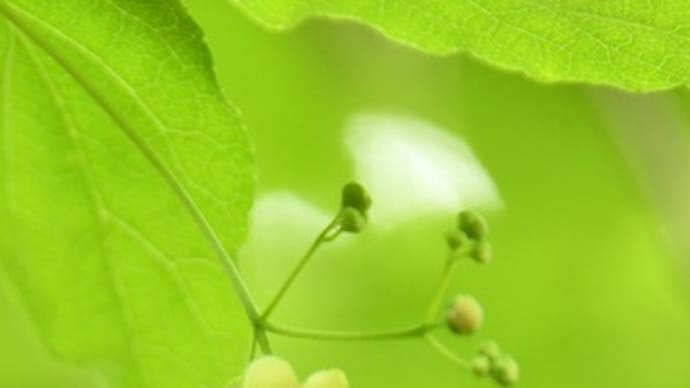 吊花