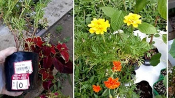 キュウリとモロヘイヤと見切り品で10円で買ったマリーゴールドも畑に植えたとです(^^)v