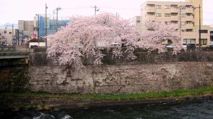 今朝の桜(夕顔瀬橋→散歩道→厨川小→材木町)