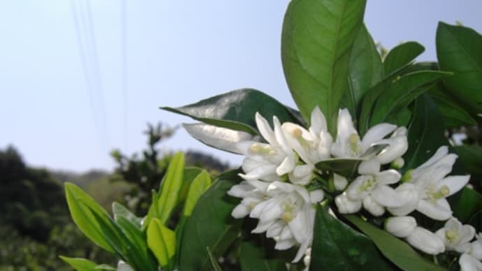 みかんの花。