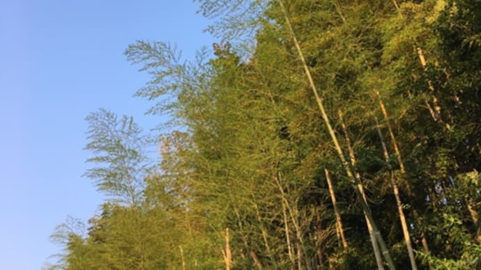 朝の散歩
