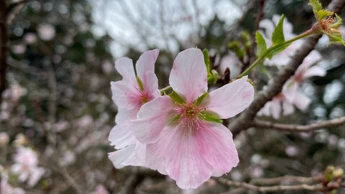 秋の気配を感じる新宿御苑　桜もあるでよ　新宿