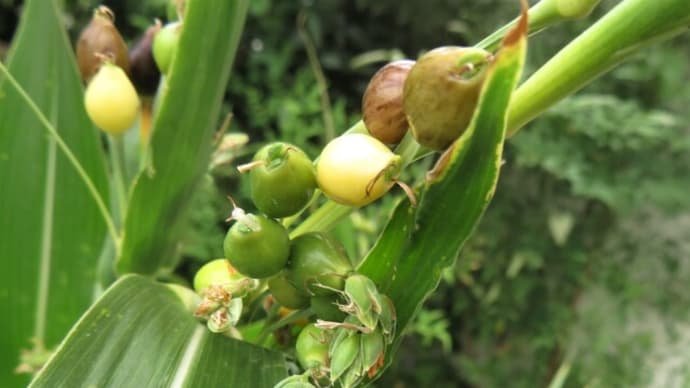 8月も終わりですね(近所の花)