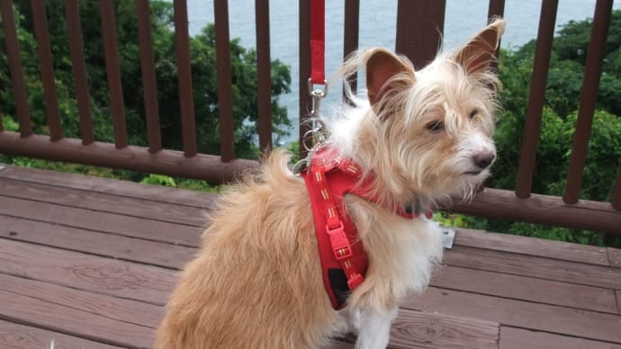 リモート犬すもも 灯台に行く その3