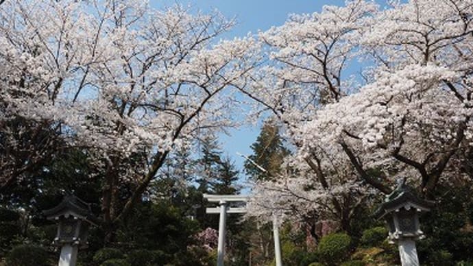 彌彦神社にてお花見でしたが…