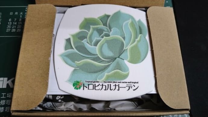多肉植物をぽちっ届きました