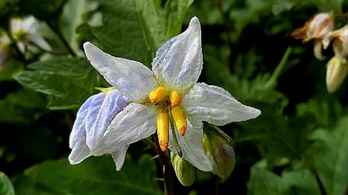 ナス科の仲間似た花ばかですが、ワルナスビ、ヒヨドリジョウゴ、イヌホオズキ、他