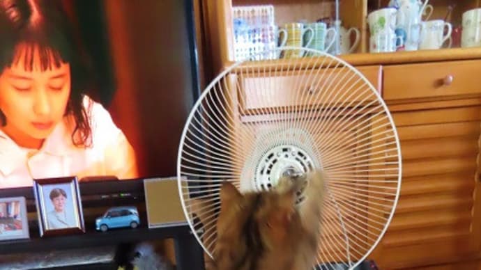 夏仕舞い福も手伝ってくれるって?