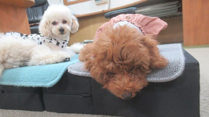 2023/12/14 犬の幼稚園BuddyDog