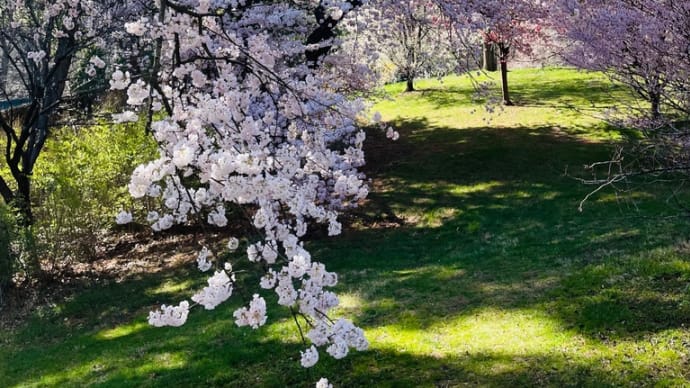 ★今年の桜はニューヨークで