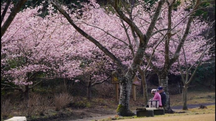 花見